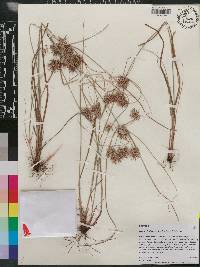 Cyperus floribundus image