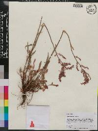 Rumex hastatulus image