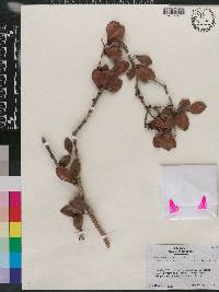Eugenia cordata image