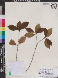 Chloranthus spicatus image