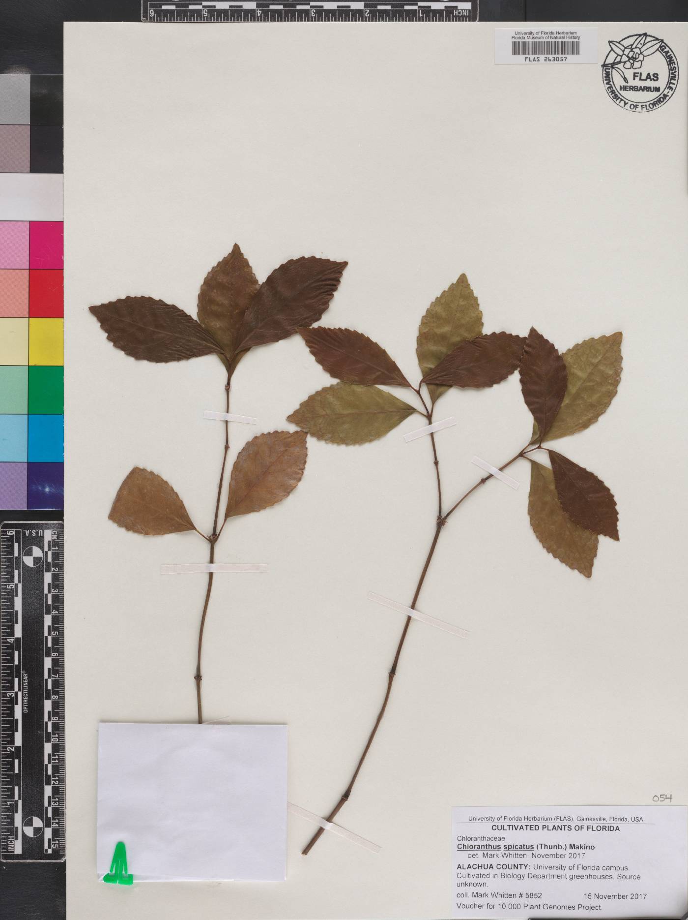 Chloranthus spicatus image