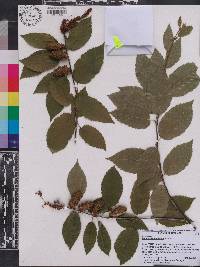 Betula alleghaniensis image