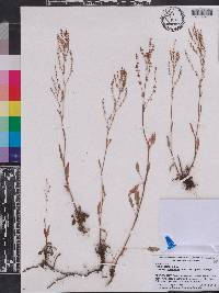 Rumex acetosella subsp. pyrenaicus image