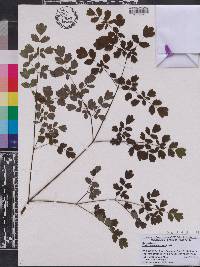 Thalictrum pubescens image