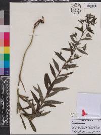 Lithospermum officinale image