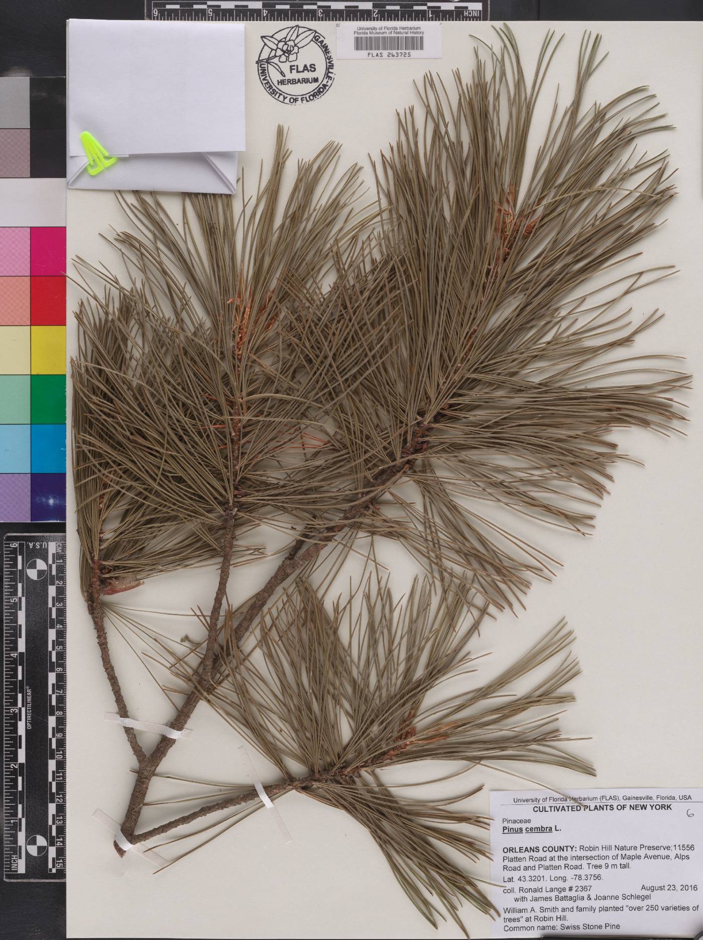 Pinus cembra image