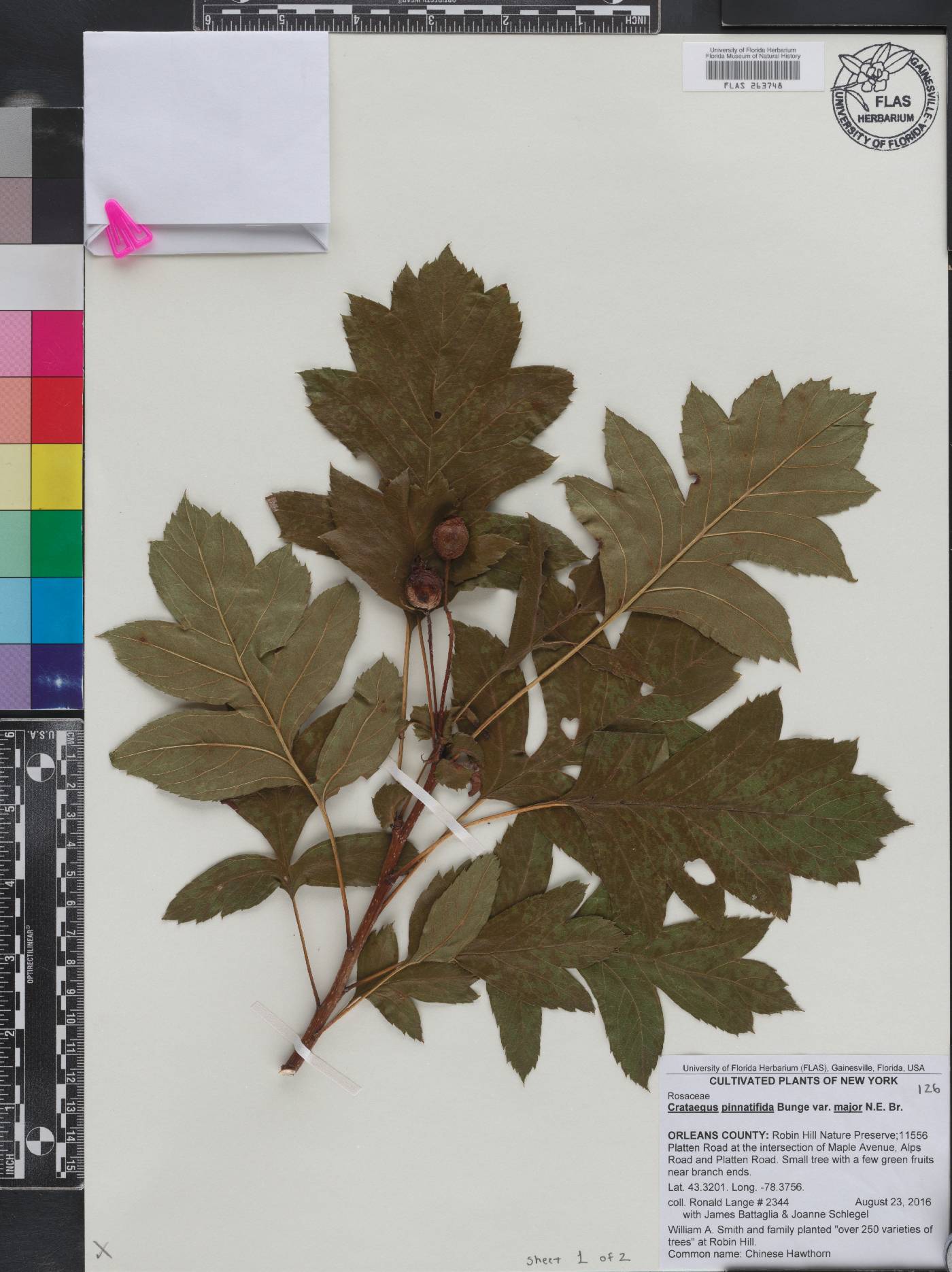 Crataegus pinnatifida var. major image