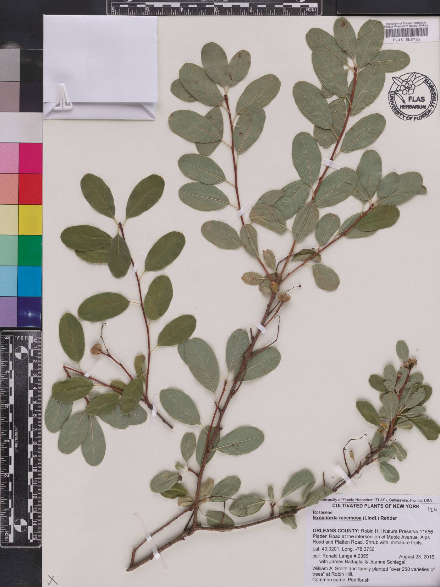 Exochorda racemosa image