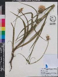 Tragopogon pratensis image