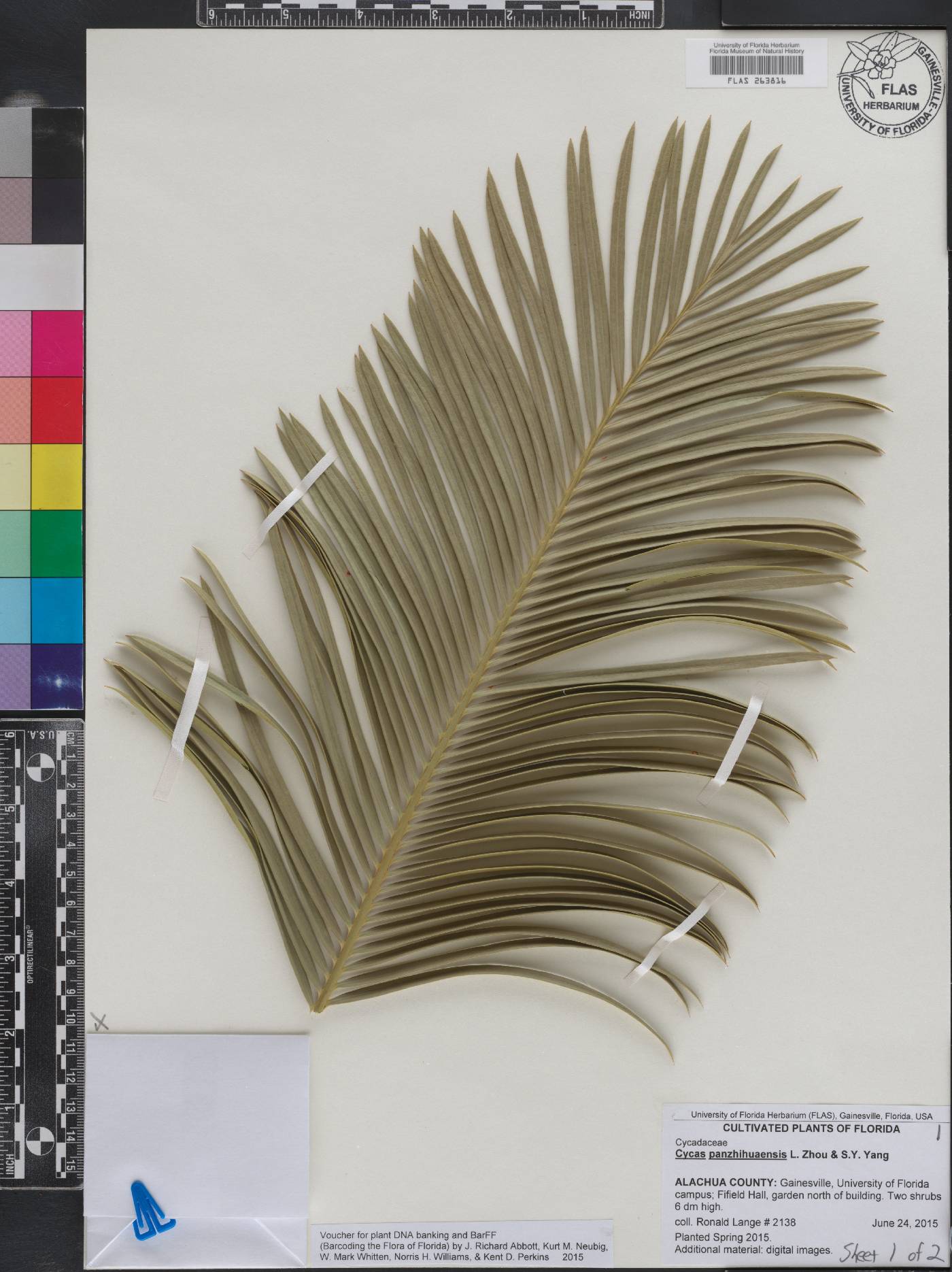 Cycas panzhihuaensis image