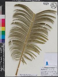 Cycas panzhihuaensis image