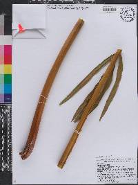 Cycas rumphii image