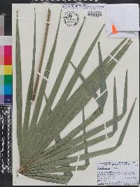 Sabal bermudana image