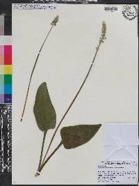 Drimiopsis maculata image