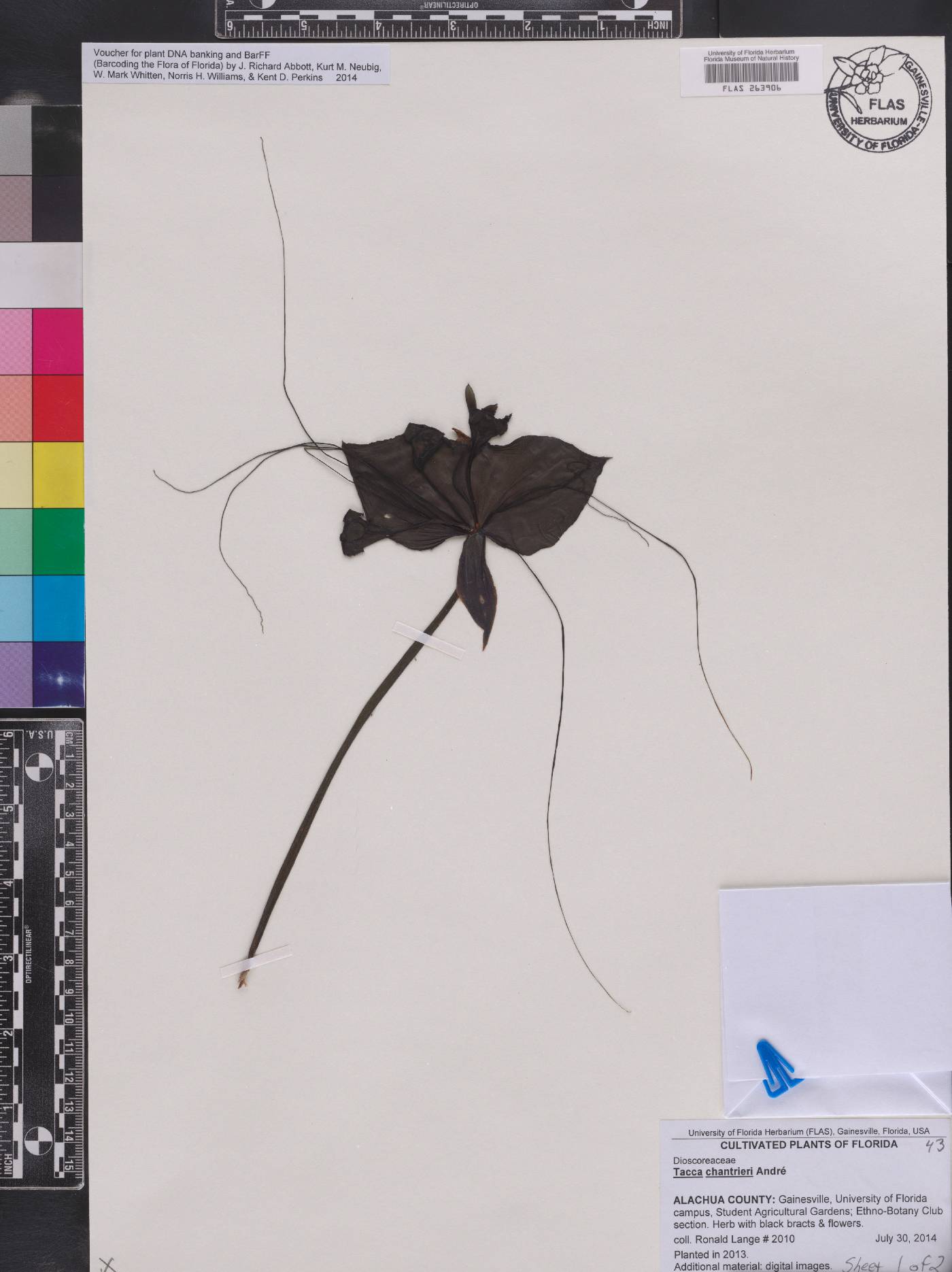 Tacca chantrieri image