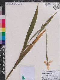 Trimezia steyermarkii image