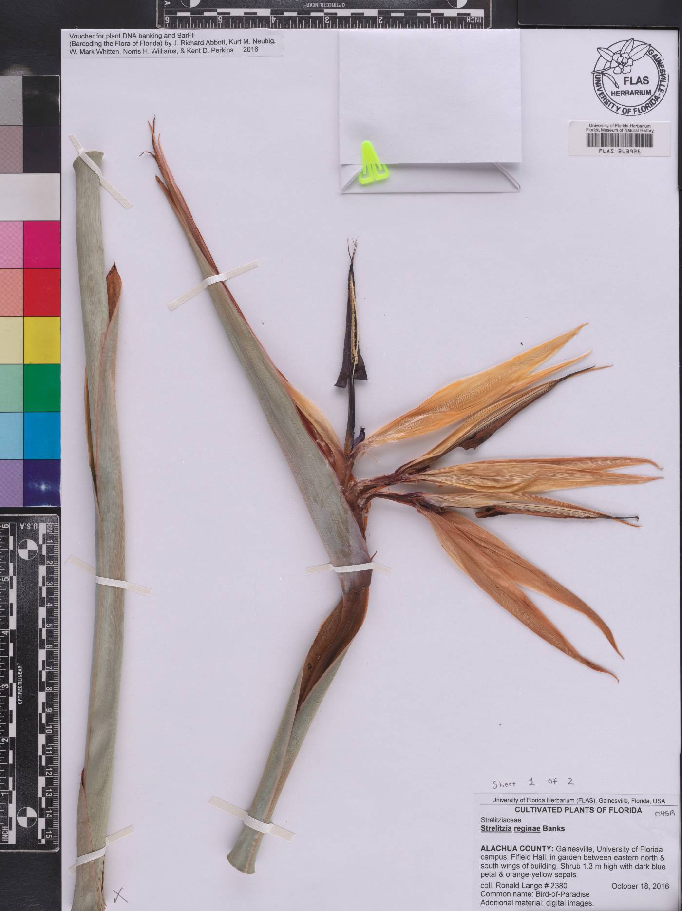 Strelitzia reginae image