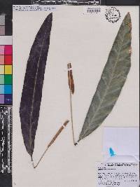 Image of Calathea lancifolia