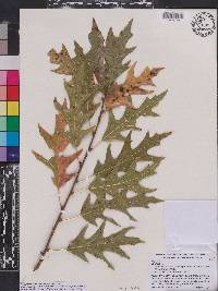 Quercus hemisphaerica image