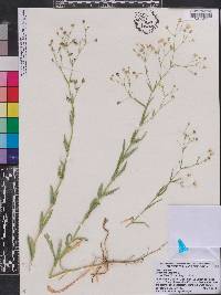 Gypsophila repens image