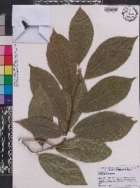 Magnolia biondii image