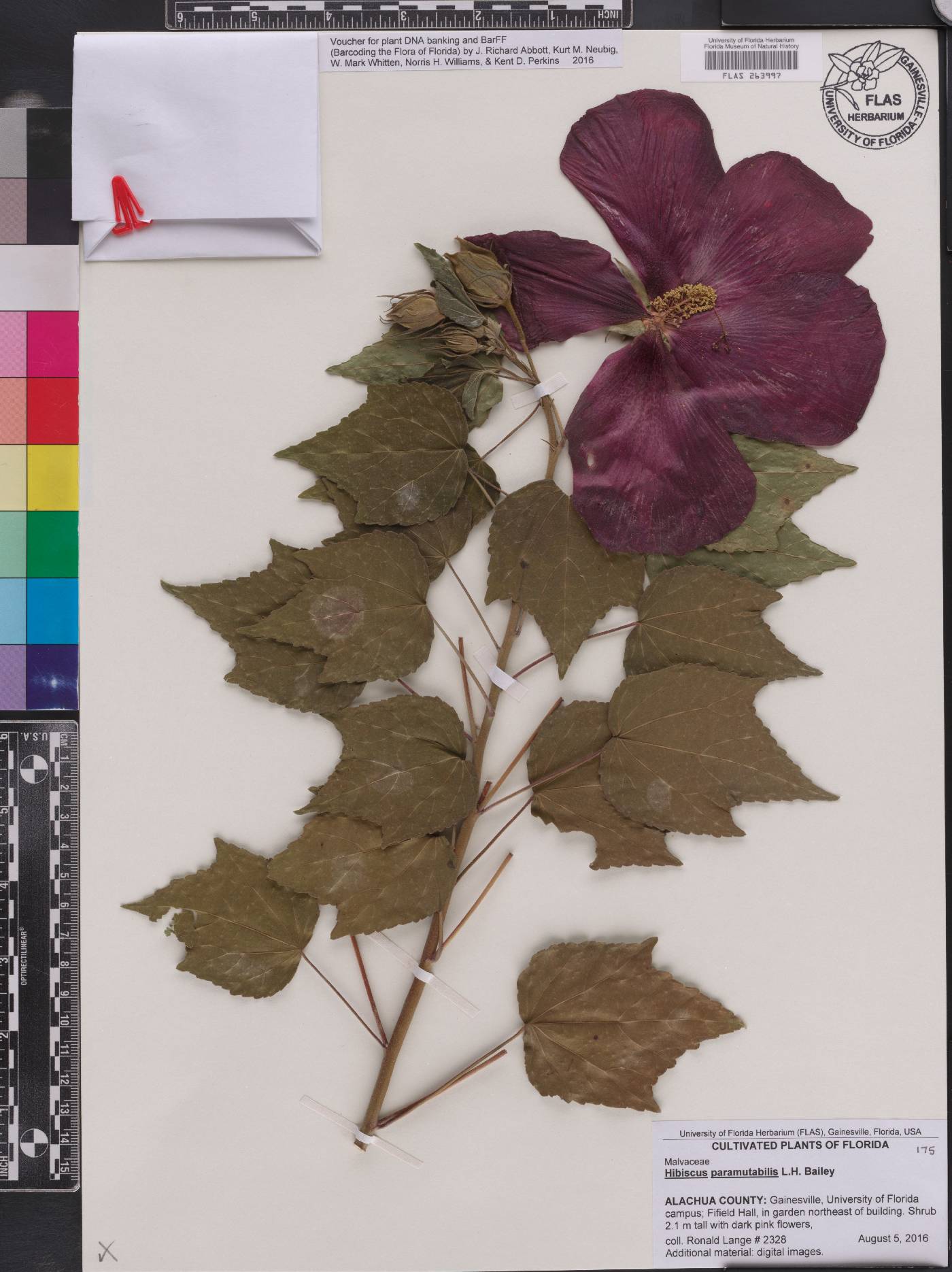 Hibiscus paramutabilis image