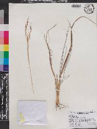 Andropogon virginicus var. virginicus image