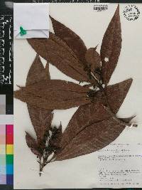 Rustia occidentalis image