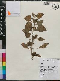 Solanum nigrum image