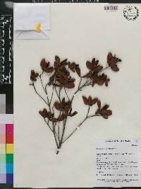 Guettarda monocarpa image