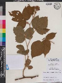 Rubus proiectus image