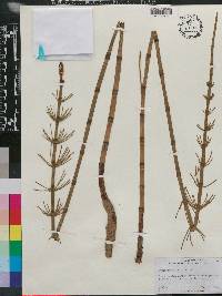 Equisetum fluviatile image