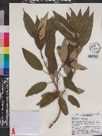 Miconia bicolor image