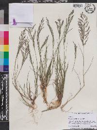 Eragrostis pilosa image