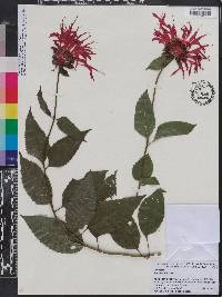 Monarda didyma image