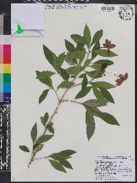 Pseuderanthemum laxiflorum image