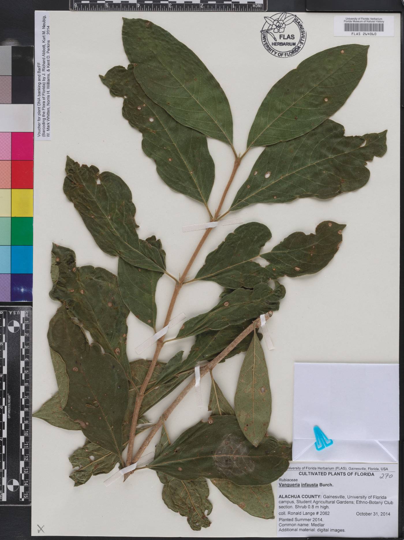 Vangueria infausta image
