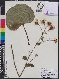 Farfugium japonicum image