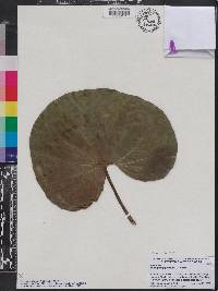 Farfugium japonicum image