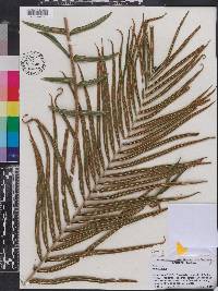 Pteris vittata image