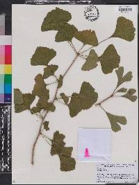 Ginkgo biloba image