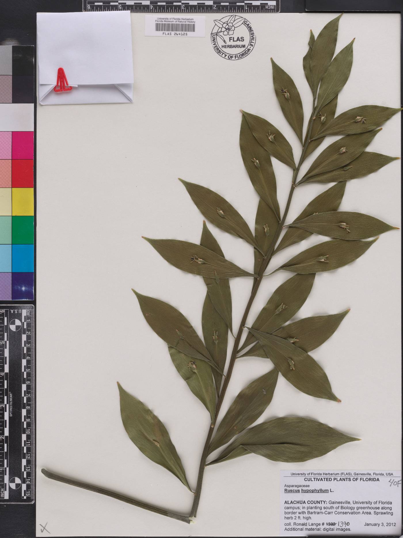 Ruscus hypophyllum image