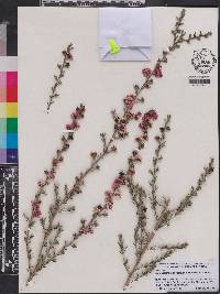 Leptospermum scoparium image