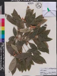 Ardisia crenata image