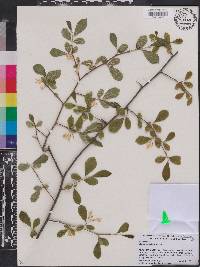 Styrax americanus image