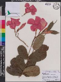 Mandevilla amabilis image