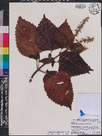 Solenostemon scutellarioides image