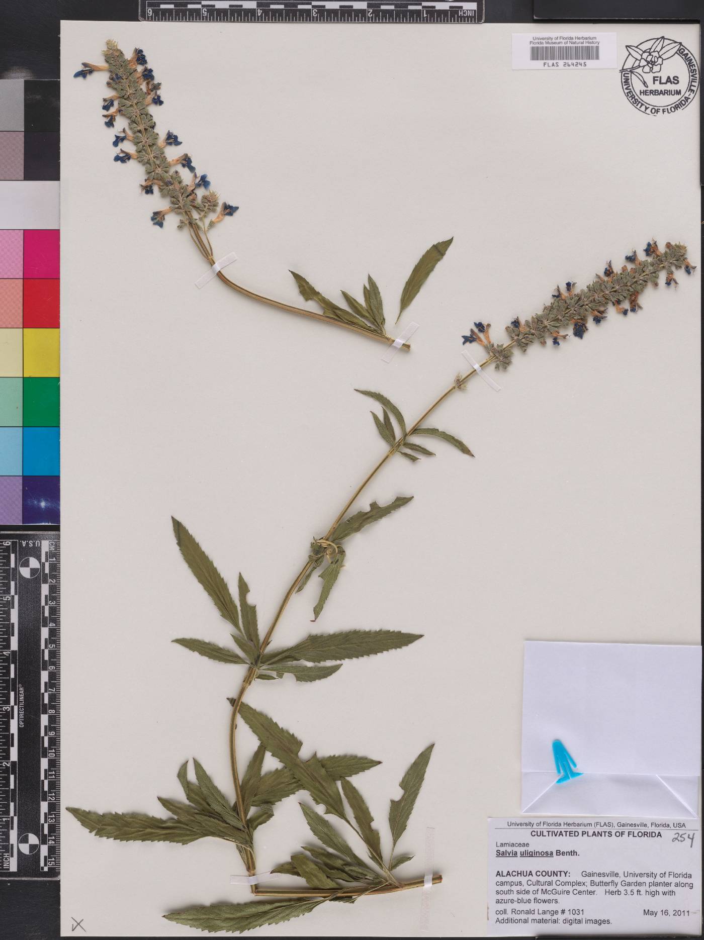 Salvia uliginosa image
