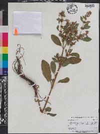 Rumex obovatus image