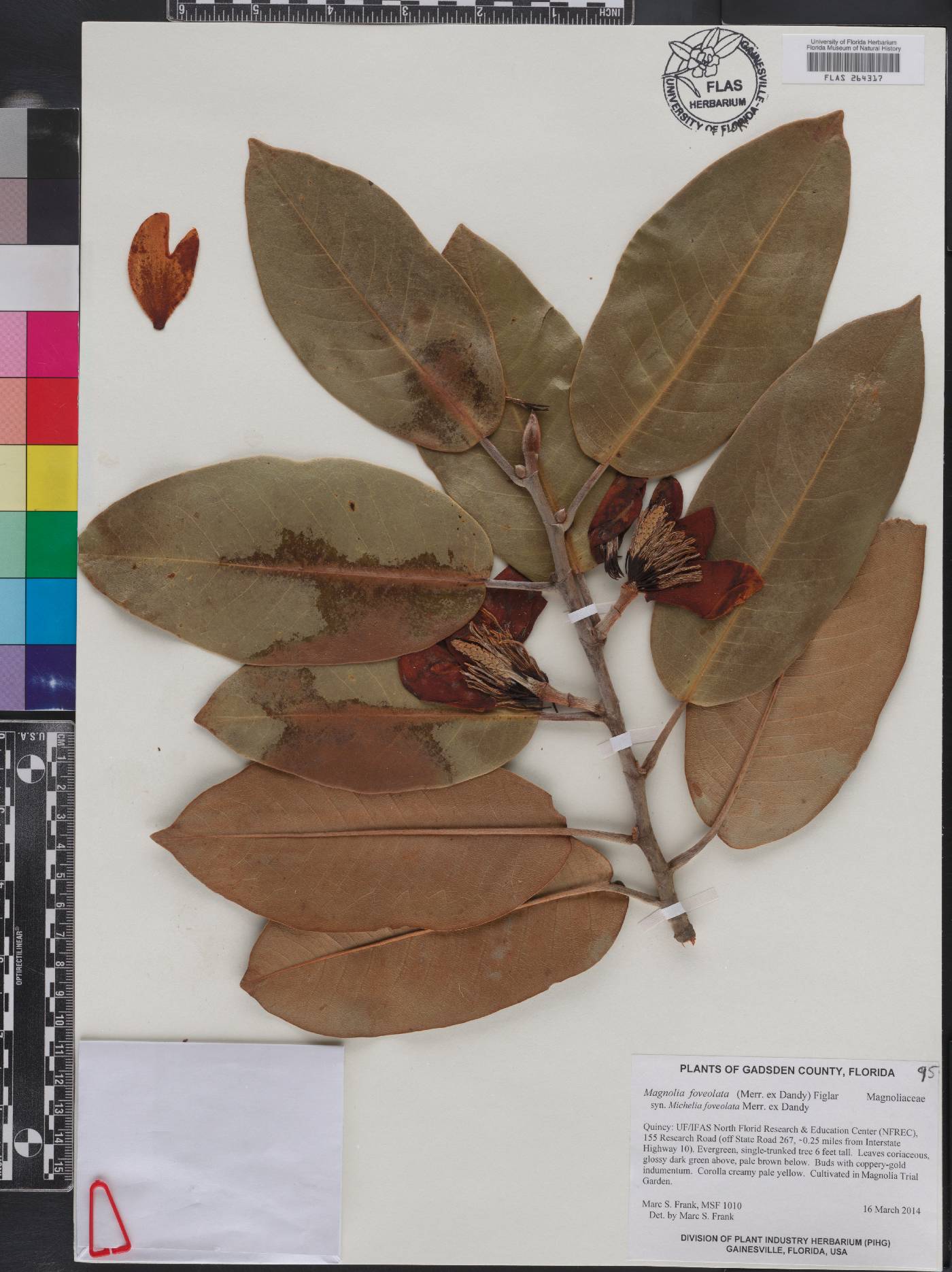 Magnolia foveolata image